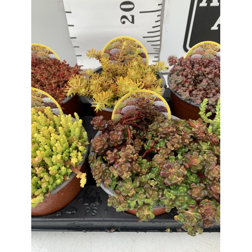 94 - EIGHT VARIOUS VARIETIES OF SEDUM WITH CARDS   IN SIZE P13 POTS TO BE SOLD FOR THE EIGHT PLUS VAT