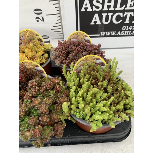 94 - EIGHT VARIOUS VARIETIES OF SEDUM WITH CARDS   IN SIZE P13 POTS TO BE SOLD FOR THE EIGHT PLUS VAT