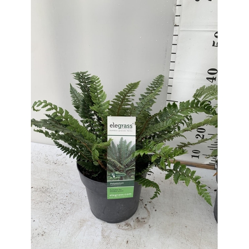 96 - TWO LARGE ELEGRASS FERNS POLYSTICHUM AND DRYOPTERIS  IN 3 LTR POTS 30-40CM TALL TO BE SOLD FOR THE T... 