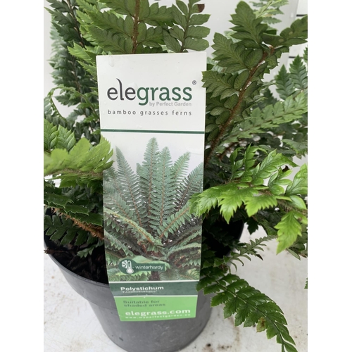 96 - TWO LARGE ELEGRASS FERNS POLYSTICHUM AND DRYOPTERIS  IN 3 LTR POTS 30-40CM TALL TO BE SOLD FOR THE T... 