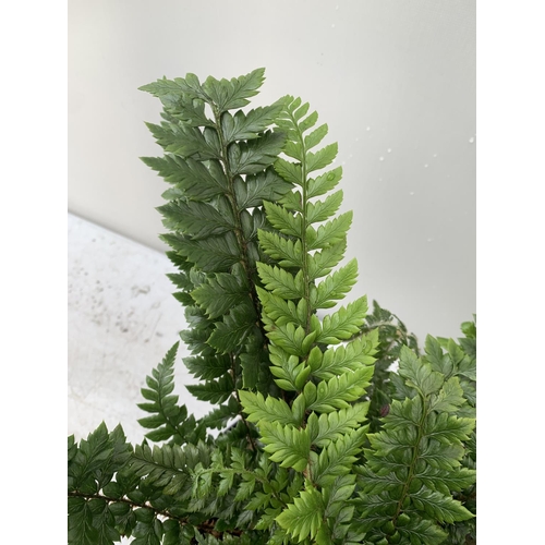 96 - TWO LARGE ELEGRASS FERNS POLYSTICHUM AND DRYOPTERIS  IN 3 LTR POTS 30-40CM TALL TO BE SOLD FOR THE T... 