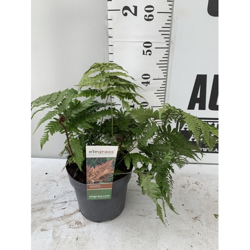 96 - TWO LARGE ELEGRASS FERNS POLYSTICHUM AND DRYOPTERIS  IN 3 LTR POTS 30-40CM TALL TO BE SOLD FOR THE T... 