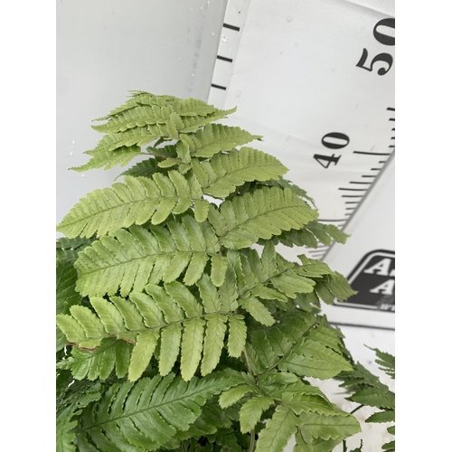 96 - TWO LARGE ELEGRASS FERNS POLYSTICHUM AND DRYOPTERIS  IN 3 LTR POTS 30-40CM TALL TO BE SOLD FOR THE T... 