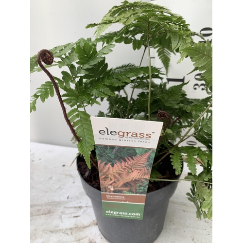 96 - TWO LARGE ELEGRASS FERNS POLYSTICHUM AND DRYOPTERIS  IN 3 LTR POTS 30-40CM TALL TO BE SOLD FOR THE T... 