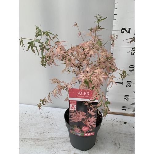 97 - TWO ACER PALMATUM JAPANESE JEWELS TO INCLUDE TAYLOR AND SHAINIA IN 3 LTR POTS 60-70CM TALL TO BE SOL... 