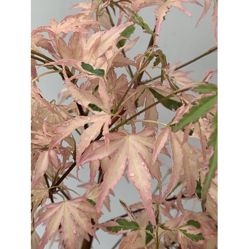 97 - TWO ACER PALMATUM JAPANESE JEWELS TO INCLUDE TAYLOR AND SHAINIA IN 3 LTR POTS 60-70CM TALL TO BE SOL... 