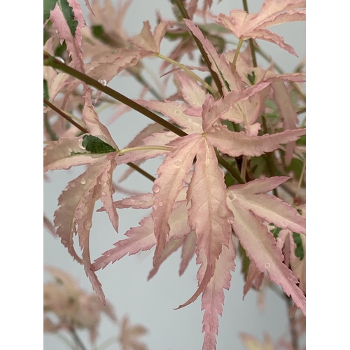 97 - TWO ACER PALMATUM JAPANESE JEWELS TO INCLUDE TAYLOR AND SHAINIA IN 3 LTR POTS 60-70CM TALL TO BE SOL... 