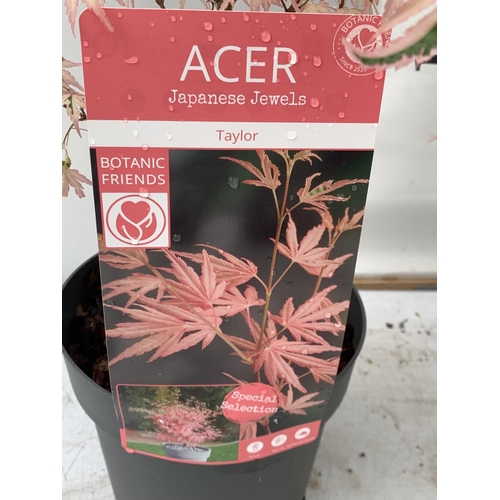 97 - TWO ACER PALMATUM JAPANESE JEWELS TO INCLUDE TAYLOR AND SHAINIA IN 3 LTR POTS 60-70CM TALL TO BE SOL... 