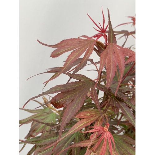 97 - TWO ACER PALMATUM JAPANESE JEWELS TO INCLUDE TAYLOR AND SHAINIA IN 3 LTR POTS 60-70CM TALL TO BE SOL... 