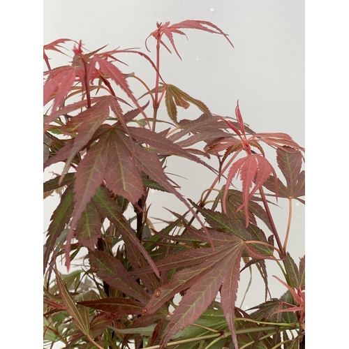 97 - TWO ACER PALMATUM JAPANESE JEWELS TO INCLUDE TAYLOR AND SHAINIA IN 3 LTR POTS 60-70CM TALL TO BE SOL... 