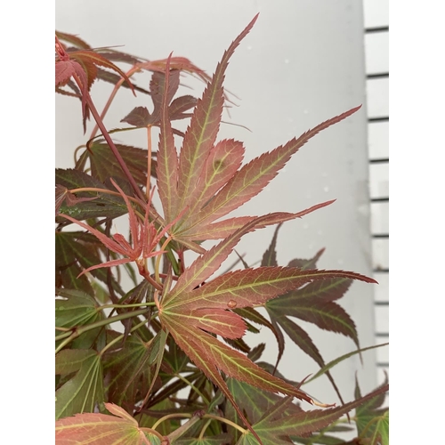 97 - TWO ACER PALMATUM JAPANESE JEWELS TO INCLUDE TAYLOR AND SHAINIA IN 3 LTR POTS 60-70CM TALL TO BE SOL... 