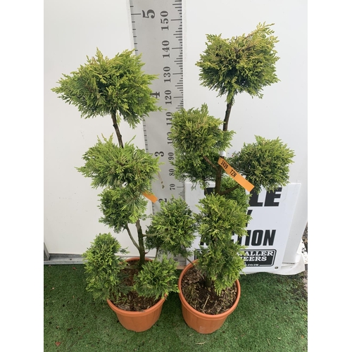 103 - TWO POM POM TREES CUPRESSOCYPARIS LEYLANDII 'GOLD RIDER' APPROX 160CM IN HEIGHT IN 15 LTR POTS PLUS ... 