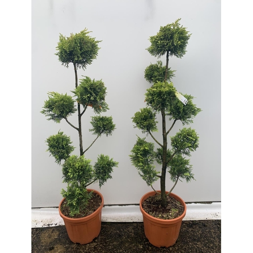 103 - TWO POM POM TREES CUPRESSOCYPARIS LEYLANDII 'GOLD RIDER' APPROX 160CM IN HEIGHT IN 15 LTR POTS PLUS ... 