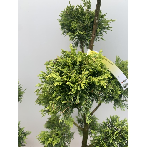 103 - TWO POM POM TREES CUPRESSOCYPARIS LEYLANDII 'GOLD RIDER' APPROX 160CM IN HEIGHT IN 15 LTR POTS PLUS ... 