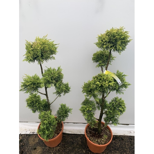 103 - TWO POM POM TREES CUPRESSOCYPARIS LEYLANDII 'GOLD RIDER' APPROX 160CM IN HEIGHT IN 15 LTR POTS PLUS ... 