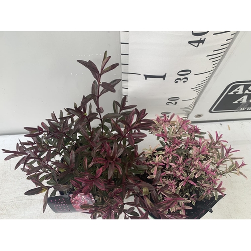 115 - TWO HEBES WILD ROMANCE AND BLONDIE IN 2 LTR POTS HEIGHT 30CM PLUS VAT TO BE SOLD FOR THE TWO