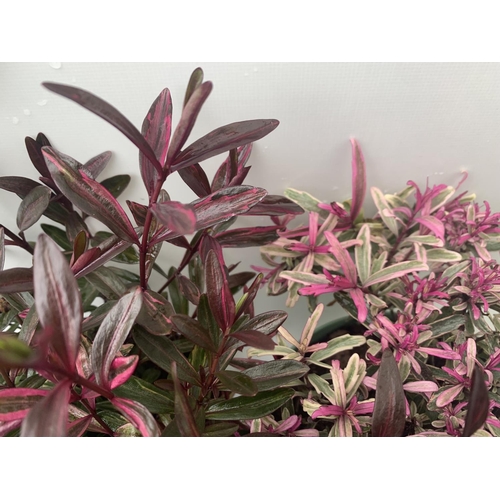 115 - TWO HEBES WILD ROMANCE AND BLONDIE IN 2 LTR POTS HEIGHT 30CM PLUS VAT TO BE SOLD FOR THE TWO