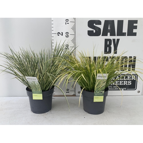 136 - TWO HARDY ORNAMENTAL GRASSES ACORUS GARAMINEUS 'OGON' AND 'ARGENTEOSTRIATUS' IN 3 LTR POTS APPROX 50... 