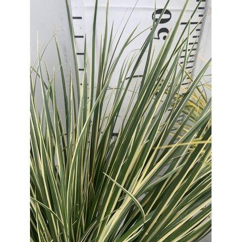 136 - TWO HARDY ORNAMENTAL GRASSES ACORUS GARAMINEUS 'OGON' AND 'ARGENTEOSTRIATUS' IN 3 LTR POTS APPROX 50... 