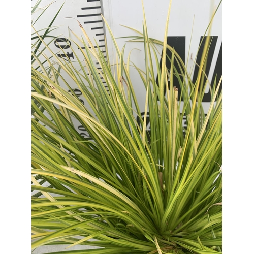 136 - TWO HARDY ORNAMENTAL GRASSES ACORUS GARAMINEUS 'OGON' AND 'ARGENTEOSTRIATUS' IN 3 LTR POTS APPROX 50... 