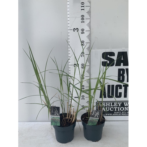 137 - TWO ORNAMENTAL GRASSES MISCANTHUS MALEPARTUS IN 4 LTR POTS APPROX 70CM IN HEIGHT PLUS VAT TO BE SOLD... 