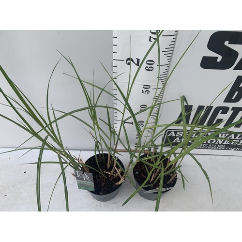 137 - TWO ORNAMENTAL GRASSES MISCANTHUS MALEPARTUS IN 4 LTR POTS APPROX 70CM IN HEIGHT PLUS VAT TO BE SOLD... 