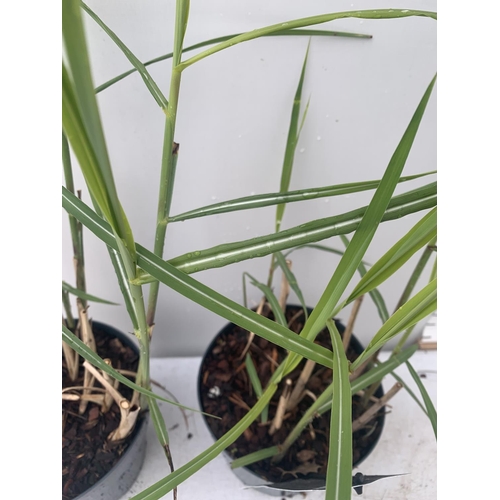 137 - TWO ORNAMENTAL GRASSES MISCANTHUS MALEPARTUS IN 4 LTR POTS APPROX 70CM IN HEIGHT PLUS VAT TO BE SOLD... 