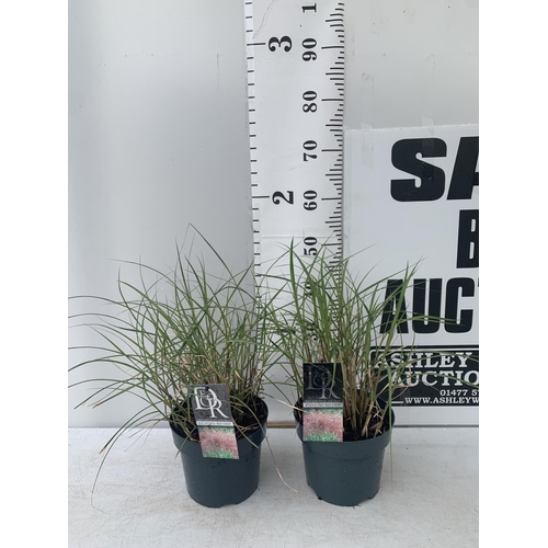 138 - TWO ORNAMENTAL GRASSES 'MISCANTHUS RED CHIEF' IN 4 LTR POTS APPROX 50CM IN HEIGHT PLUS VAT TO BE SOL... 