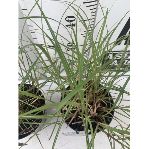 138 - TWO ORNAMENTAL GRASSES 'MISCANTHUS RED CHIEF' IN 4 LTR POTS APPROX 50CM IN HEIGHT PLUS VAT TO BE SOL... 