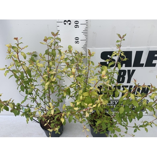 159 - TWO CORNUS SANGUINEA 'MIDWINTER FIRE' IN 4 LTR POTS APPROX 90CM IN HEIGHT PLUS VAT TO BE SOLD FOR TH... 