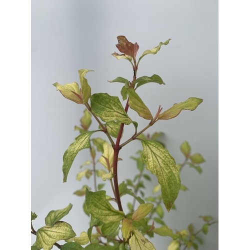 159 - TWO CORNUS SANGUINEA 'MIDWINTER FIRE' IN 4 LTR POTS APPROX 90CM IN HEIGHT PLUS VAT TO BE SOLD FOR TH... 