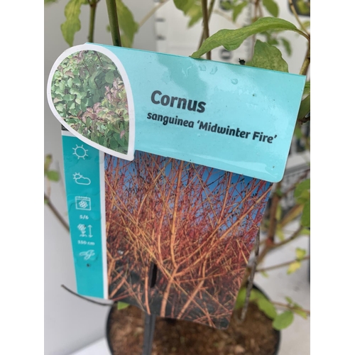 159 - TWO CORNUS SANGUINEA 'MIDWINTER FIRE' IN 4 LTR POTS APPROX 90CM IN HEIGHT PLUS VAT TO BE SOLD FOR TH... 