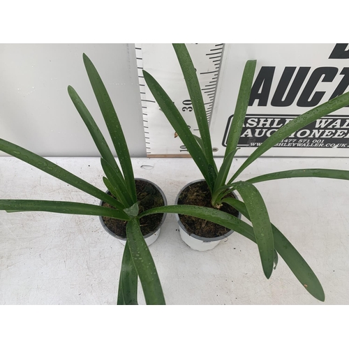 165 - TWO AGAPANTHUS AFRICANUS IN 2 LTR POTS APPROX 60CM IN HEIGHT PLUS VAT TO BE SOLD FOR THE TWO