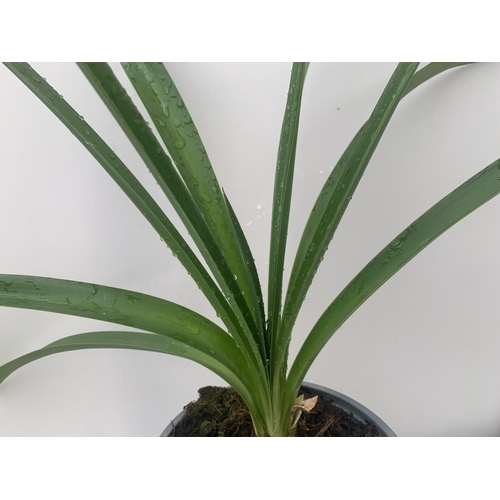 165 - TWO AGAPANTHUS AFRICANUS IN 2 LTR POTS APPROX 60CM IN HEIGHT PLUS VAT TO BE SOLD FOR THE TWO