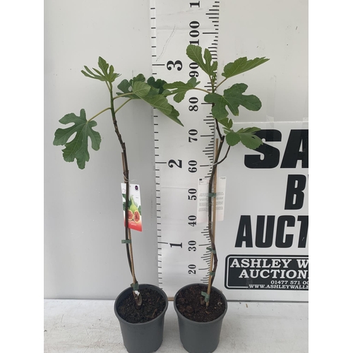 174 - TWO FIG FICUS CARICA IN 2 LTR POTS APPROX 90CM IN HEIGHT NO VAT TO BE SOLD FOR THE TWO