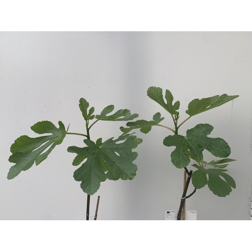 174 - TWO FIG FICUS CARICA IN 2 LTR POTS APPROX 90CM IN HEIGHT NO VAT TO BE SOLD FOR THE TWO