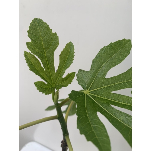 174 - TWO FIG FICUS CARICA IN 2 LTR POTS APPROX 90CM IN HEIGHT NO VAT TO BE SOLD FOR THE TWO