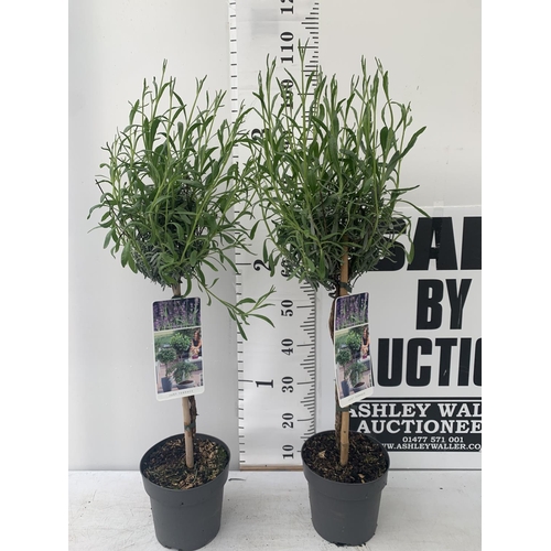 177 - TWO LAVENDER 'AUGUSTFOLIA' STANDARD TREES OVER A METRE IN HEIGHT IN 3LTR POTS PLUS VAT TO BE SOLD FO... 