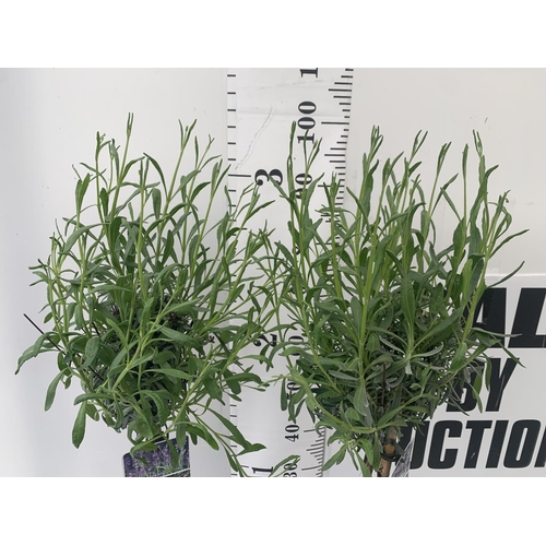 177 - TWO LAVENDER 'AUGUSTFOLIA' STANDARD TREES OVER A METRE IN HEIGHT IN 3LTR POTS PLUS VAT TO BE SOLD FO... 