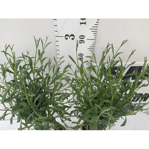 177 - TWO LAVENDER 'AUGUSTFOLIA' STANDARD TREES OVER A METRE IN HEIGHT IN 3LTR POTS PLUS VAT TO BE SOLD FO... 