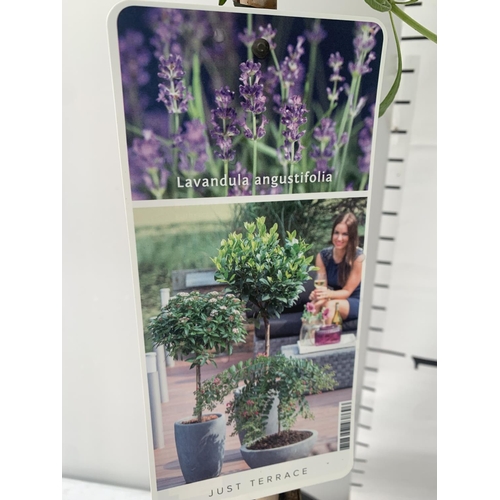 177 - TWO LAVENDER 'AUGUSTFOLIA' STANDARD TREES OVER A METRE IN HEIGHT IN 3LTR POTS PLUS VAT TO BE SOLD FO... 