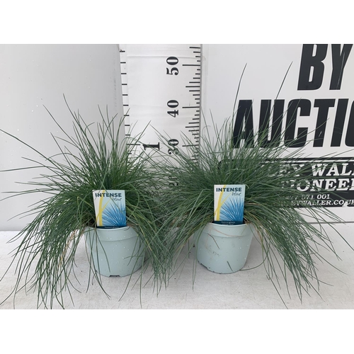 178 - TWO FESTUCA GLAUCA 'INTENSE BLUE' ORNAMENTAL GRASSES IN 2 LTR POTS APPROX 35CM IN HEIGHT PLUS VAT TO... 