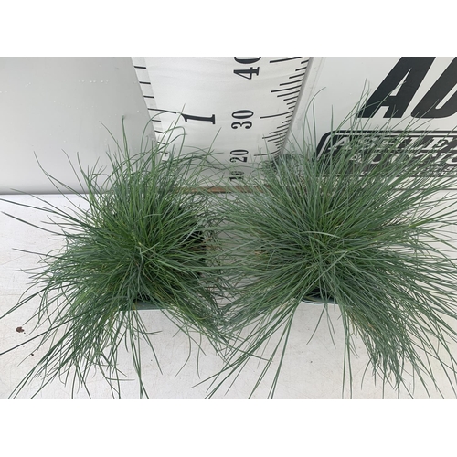 178 - TWO FESTUCA GLAUCA 'INTENSE BLUE' ORNAMENTAL GRASSES IN 2 LTR POTS APPROX 35CM IN HEIGHT PLUS VAT TO... 