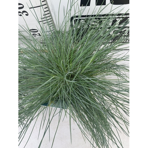 178 - TWO FESTUCA GLAUCA 'INTENSE BLUE' ORNAMENTAL GRASSES IN 2 LTR POTS APPROX 35CM IN HEIGHT PLUS VAT TO... 