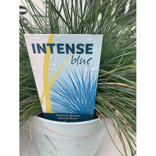 178 - TWO FESTUCA GLAUCA 'INTENSE BLUE' ORNAMENTAL GRASSES IN 2 LTR POTS APPROX 35CM IN HEIGHT PLUS VAT TO... 