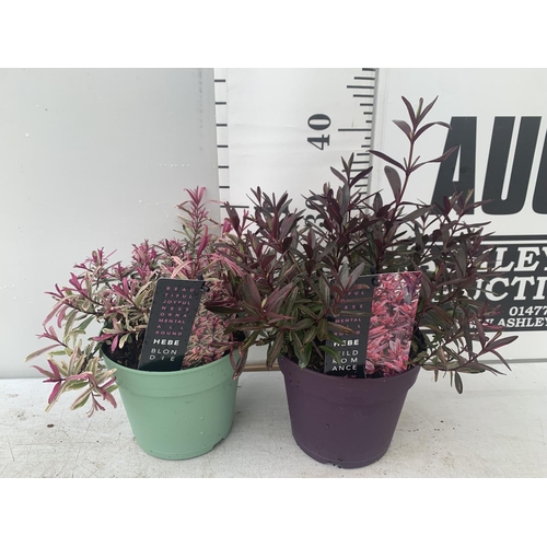 TWO HEBES WILD ROMANCE AND BLONDIE IN 2 LTR POTS HEIGHT 35CM PLUS VAT ...