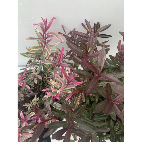 180 - TWO HEBES WILD ROMANCE AND BLONDIE IN 2 LTR POTS HEIGHT 35CM PLUS VAT TO BE SOLD FOR THE TWO