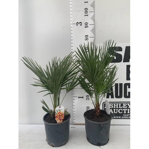 181 - TWO CHAMAEROPS HUMILIS HARDY IN 3 LTR POTS APPROX 70CM IN HEIGHT PLUS VAT TO BE SOLD FOR THE TWO