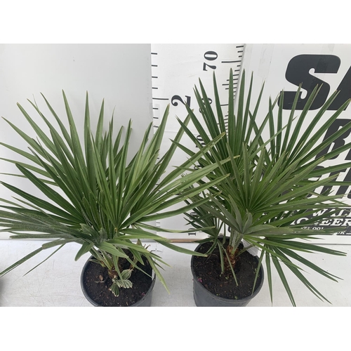 181 - TWO CHAMAEROPS HUMILIS HARDY IN 3 LTR POTS APPROX 70CM IN HEIGHT PLUS VAT TO BE SOLD FOR THE TWO