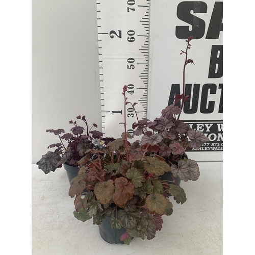 196 - THREE HEUCHERA 'CARNIVAL' IN 2 LTR POTS APPROX 35CM IN HEIGHT PLUS VAT TO BE SOLD FOR THE THREE